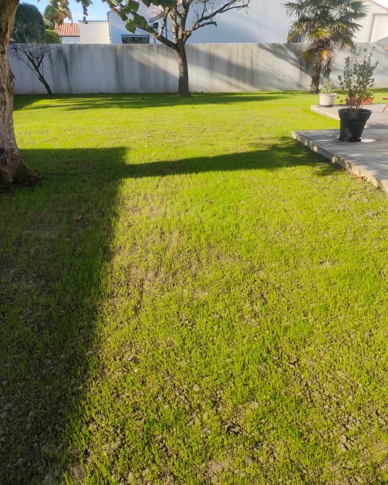 creation engazonnement (5)