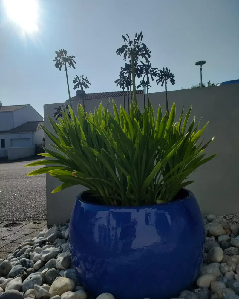 creation massif paysager (2)